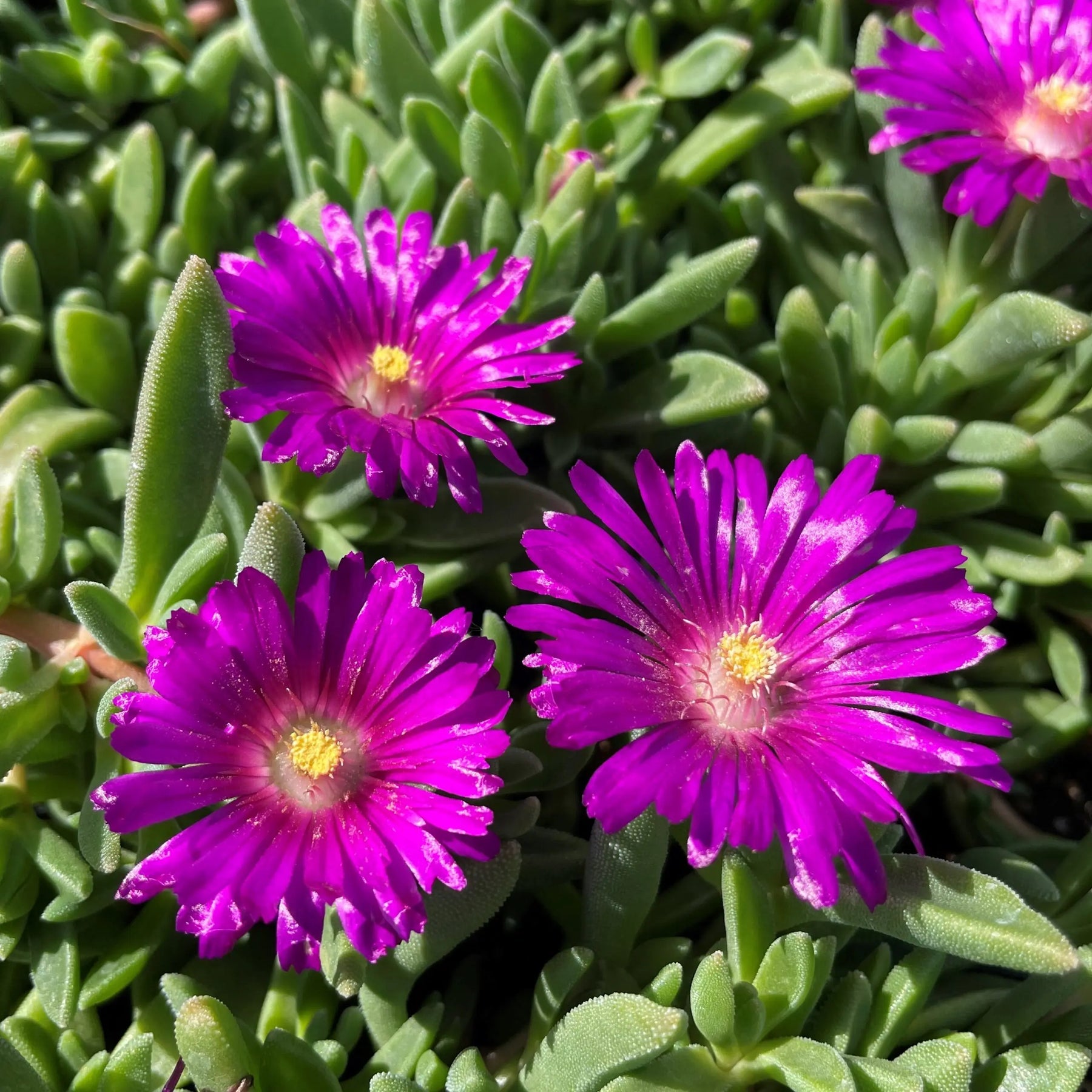 Delosperma (Delosperma scientific name) for planting in garden